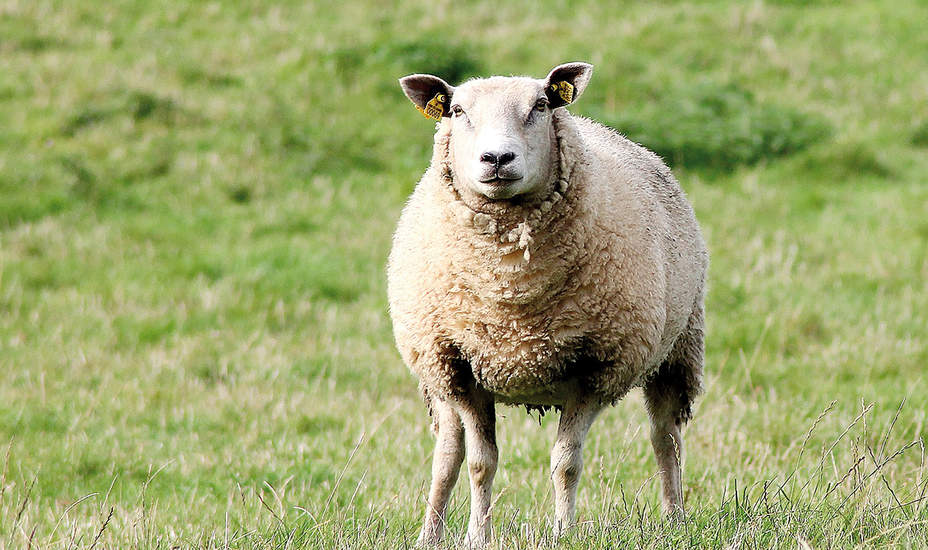 Schaf beschäftigt Tierschützer und Behörden