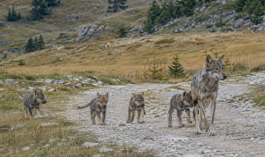 Erstes Wolfsrudel im Bezirk nachgewiesen