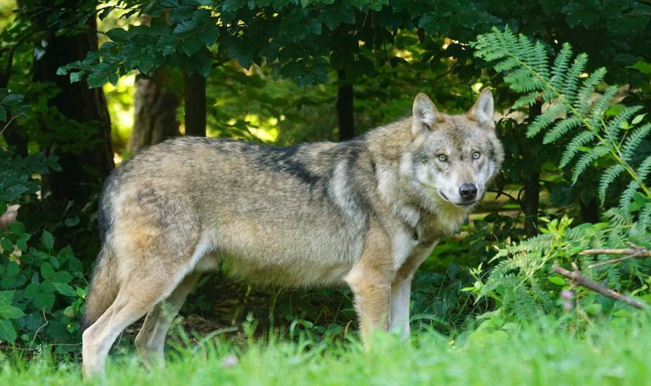 DNA-Befund weist Goldschakal nach