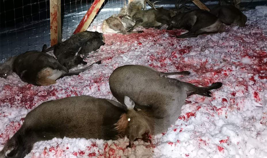 Unfassbar! Gattertötung in Kaisers
