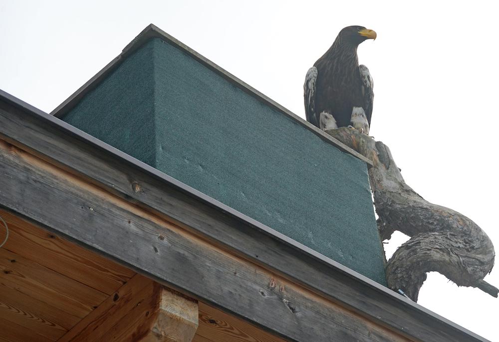 1. Adler-Festival im Greifvogelpark Umhausen