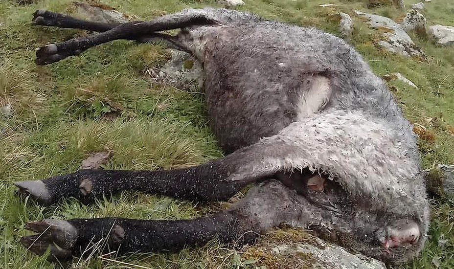 Wolf setzt „Prämie“ auf Schadwolf aus<br />
