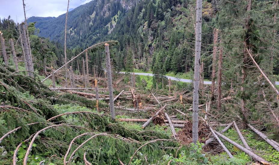 Holzfäller im Kampf gegen den Borkenkäfer