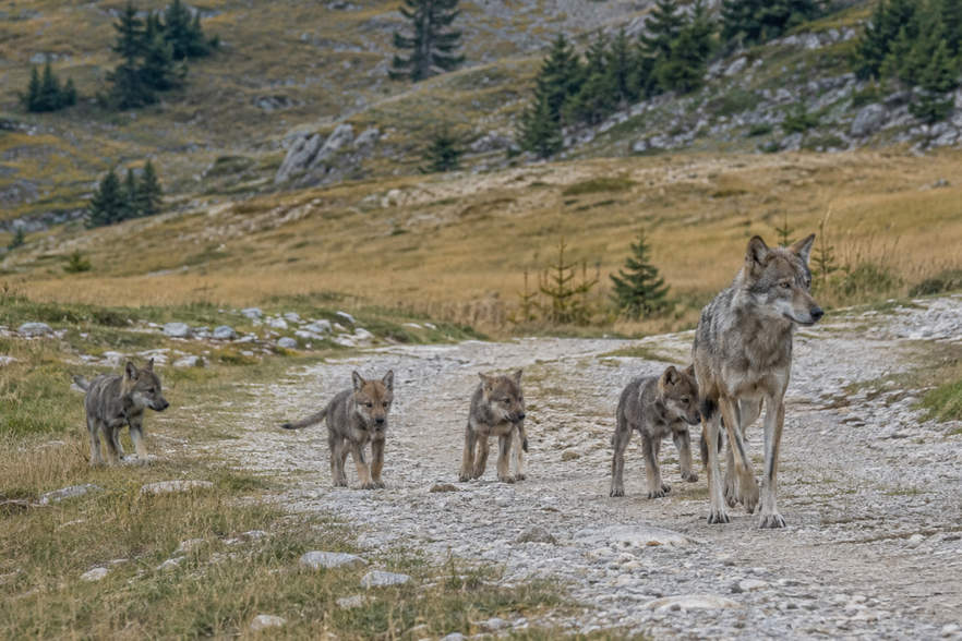 Erstes Wolfsrudel im Bezirk nachgewiesen