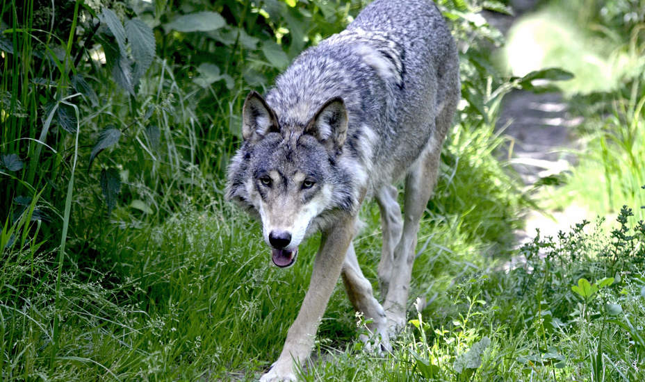Wolf wurde im Pitztal erlegt<br />
