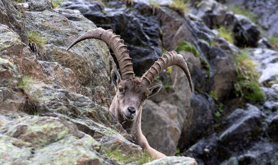 Natura Raetica – Schutzgebietsverbund im Herzen der Alpen