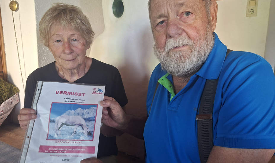 „Isländer Wallach“ spurlos verschwunden