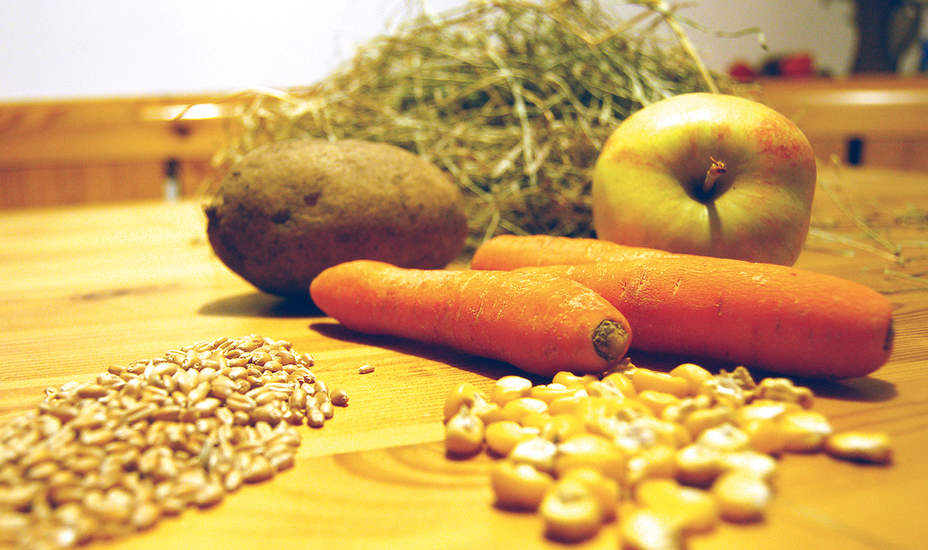 Veganer wären bald verhungert