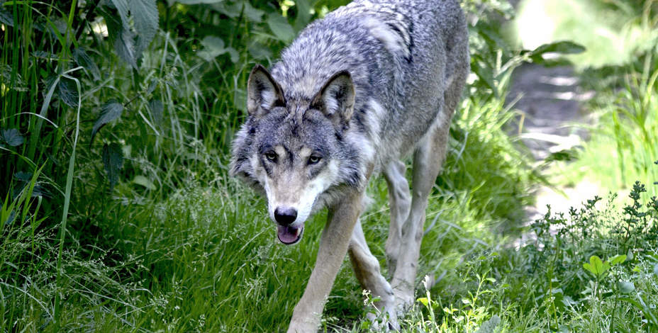 Wolf wurde im Pitztal erlegt<br />
