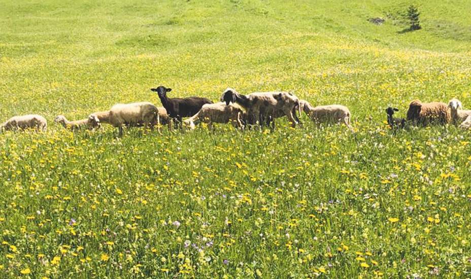Alptraumhaftes Ende eines Almsommers