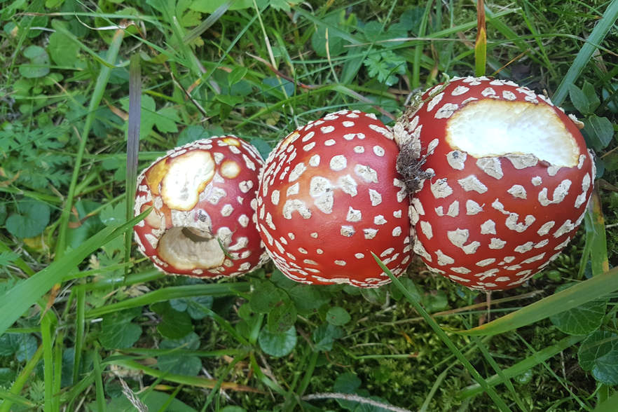 Kunstwerke der Natur – Pilze, die Herrscher des Waldes