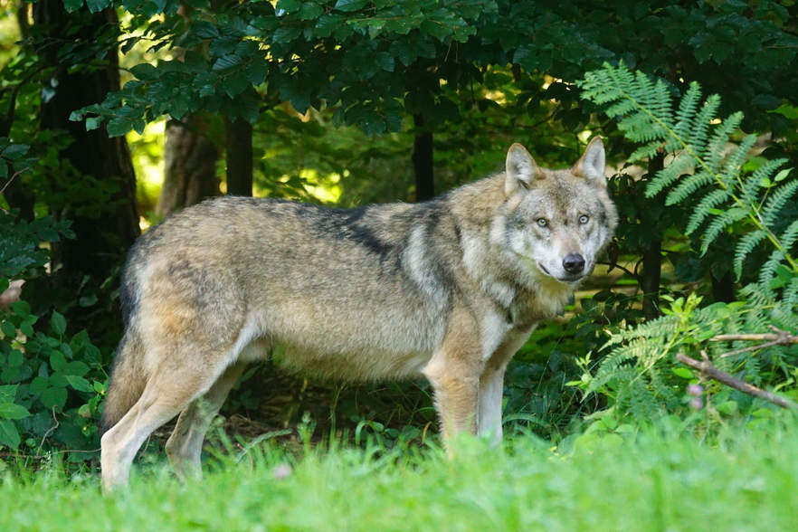 DNA-Befund weist Goldschakal nach