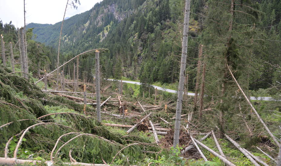 „Schutzschild Wald“ muss erhalten bleiben