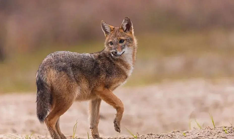 Wolf, Fuchs oder Goldschakal?