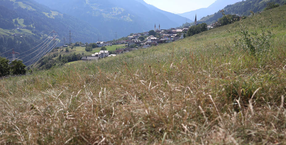 Mehr braun als grün