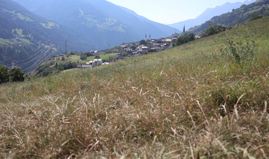 Mehr braun als grün