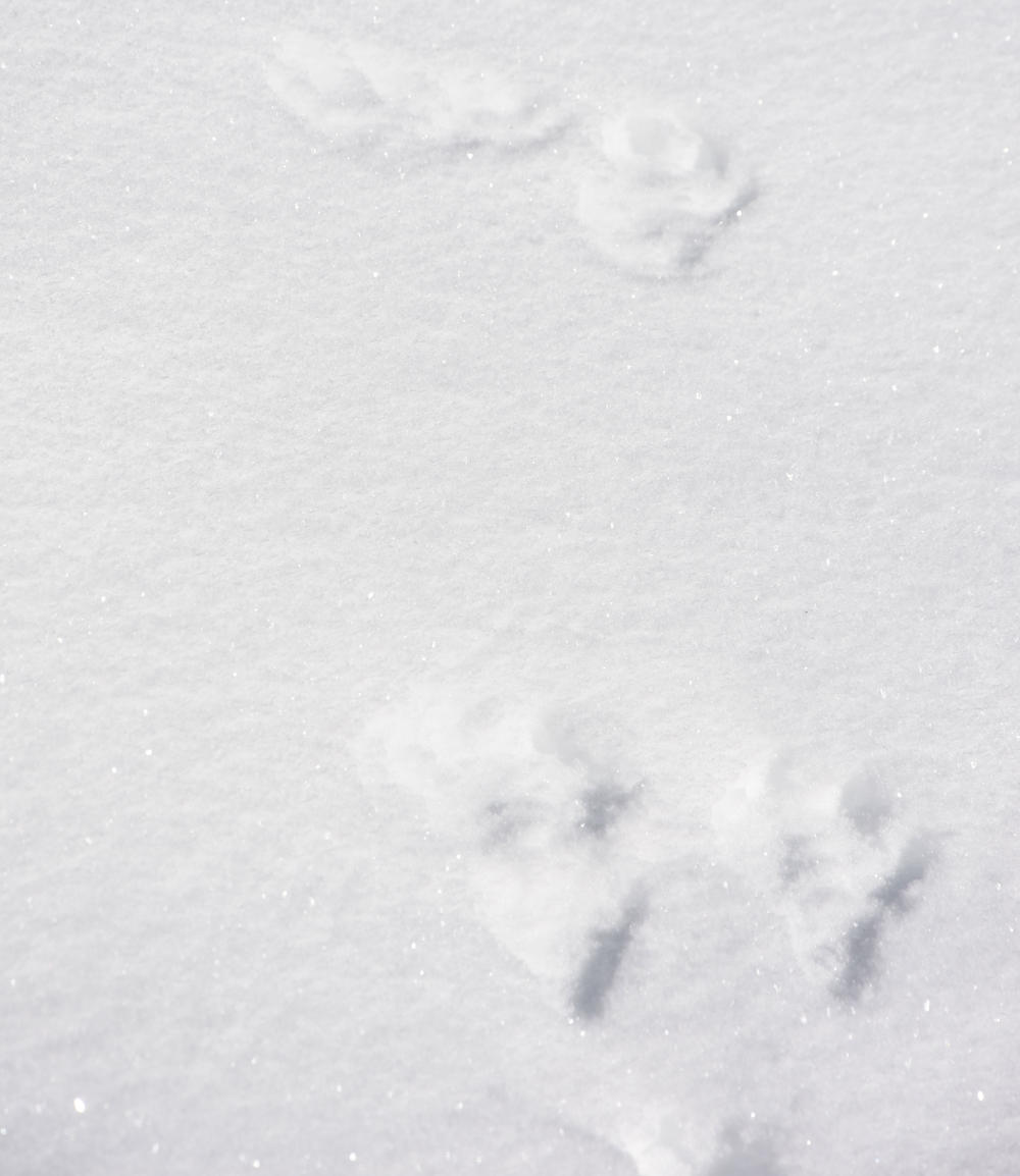 Auf den Spuren der Wildtiere in Leutasch