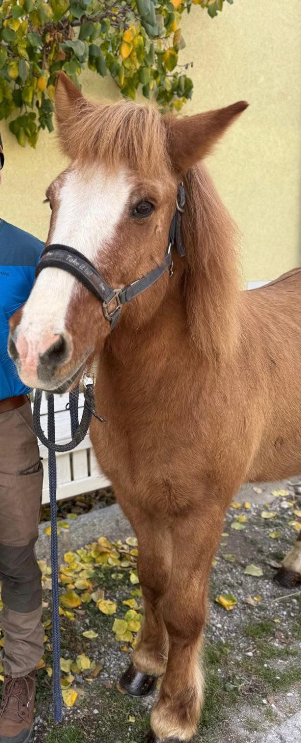 „Isländer Wallach“ spurlos verschwunden