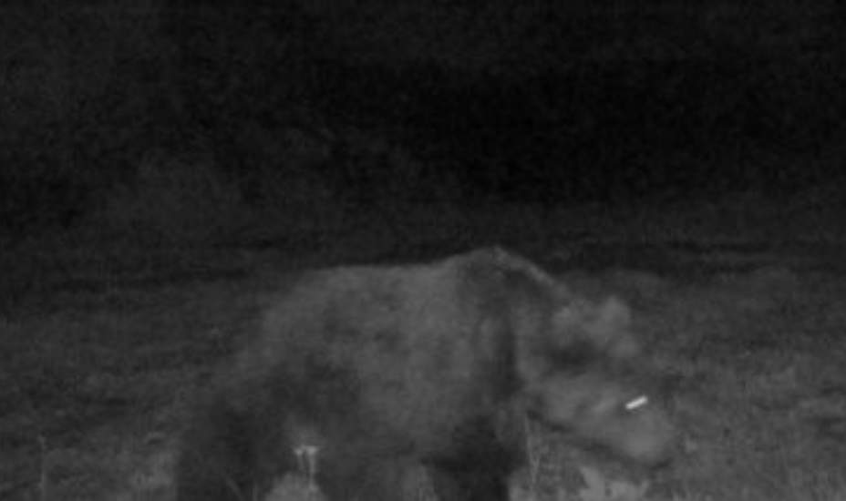 Bär auf Wildkamera