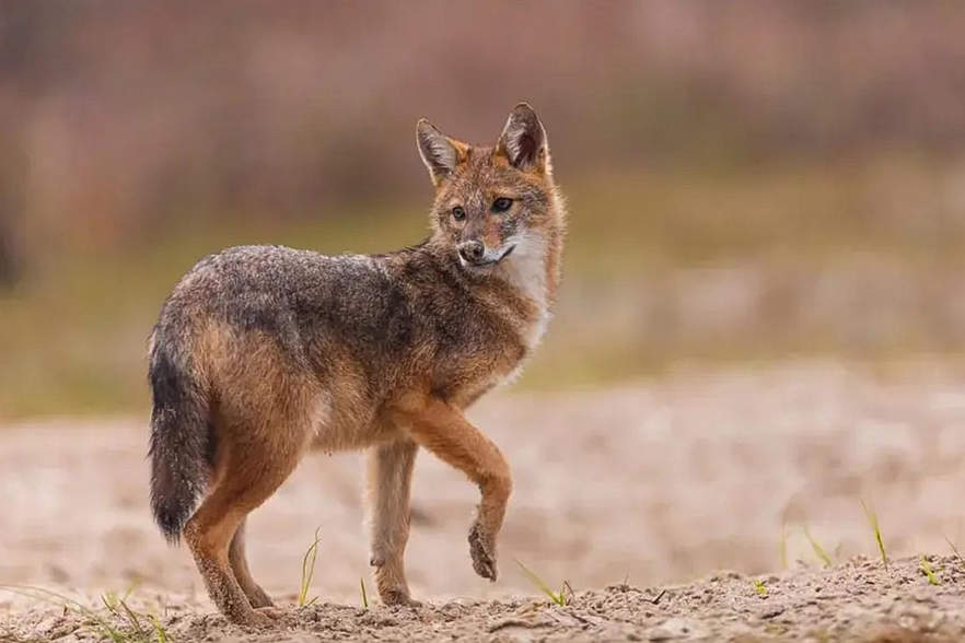 Wolf, Fuchs oder Goldschakal?