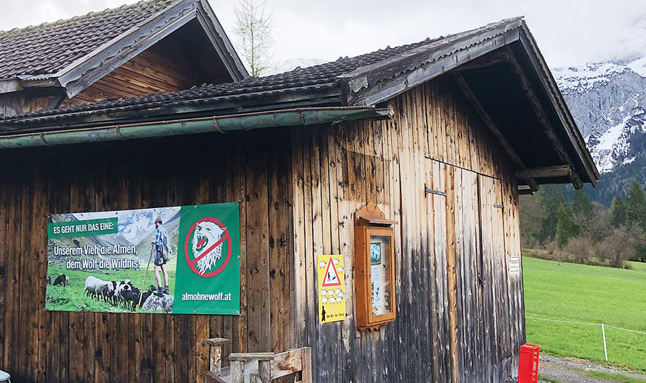 In Ehrwald ist der Wolf zurück!