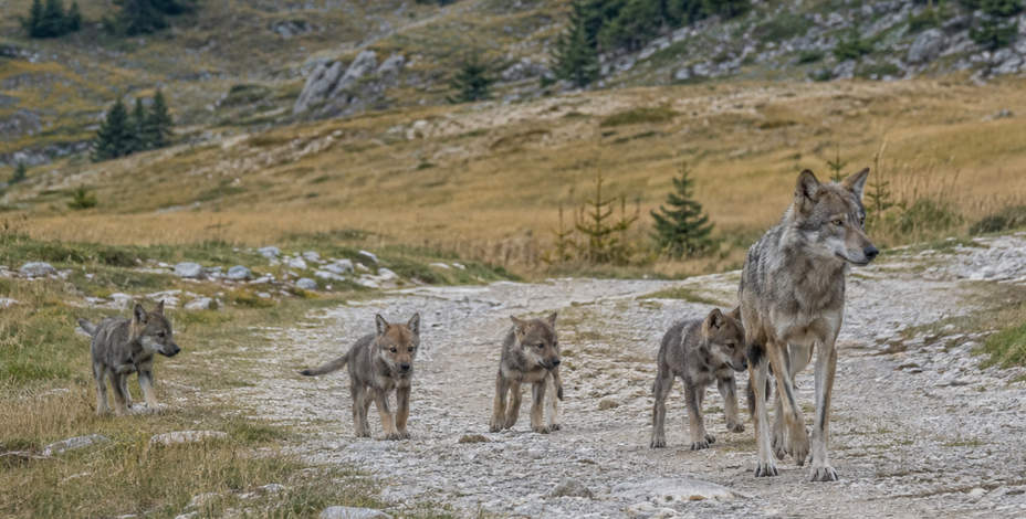 Erstes Wolfsrudel im Bezirk nachgewiesen