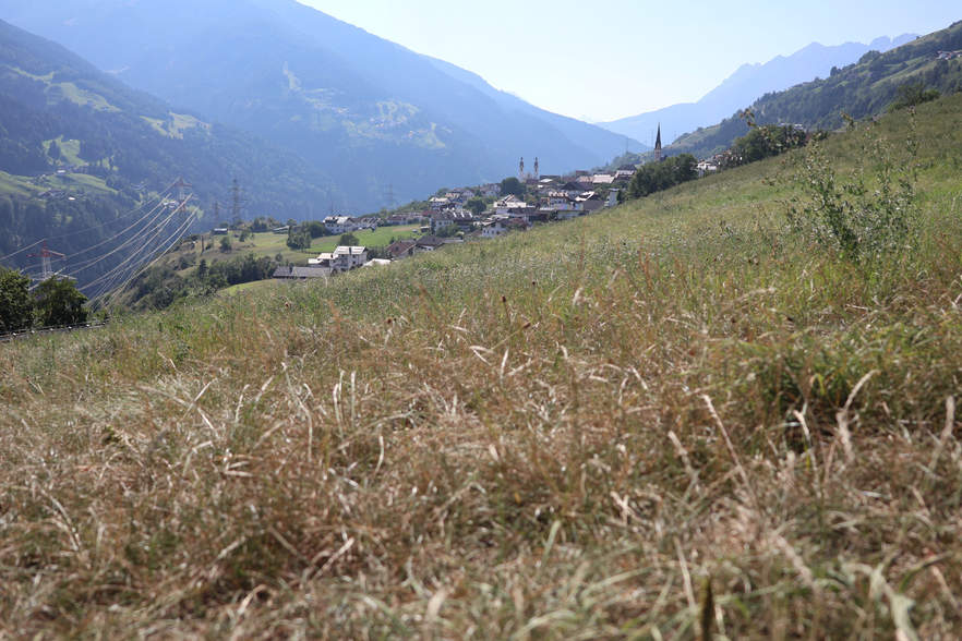 Mehr braun als grün