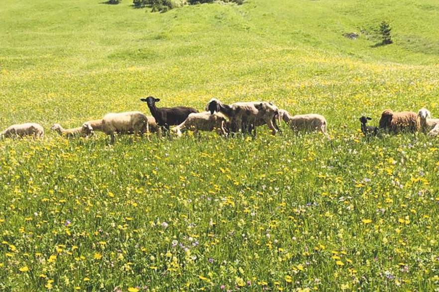 Alptraumhaftes Ende eines Almsommers