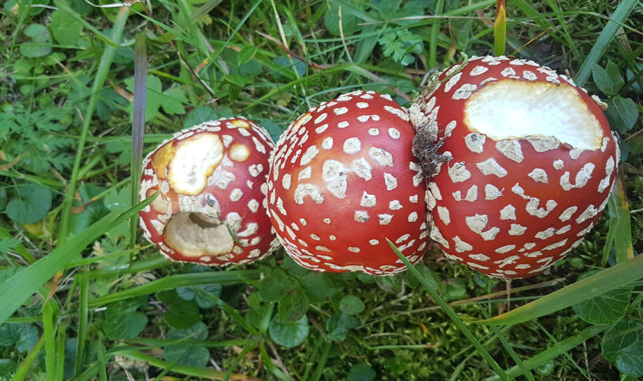Kunstwerke der Natur – Pilze, die Herrscher des Waldes