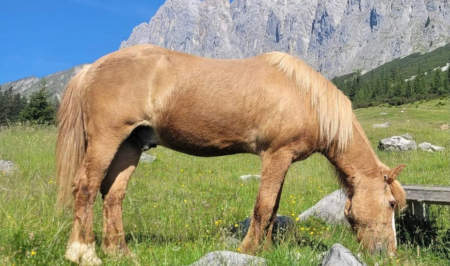  „Floki“ hat den Almsommer nicht überlebt  <br />
