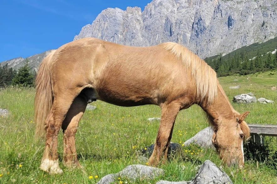  „Floki“ hat den Almsommer nicht überlebt  <br />
