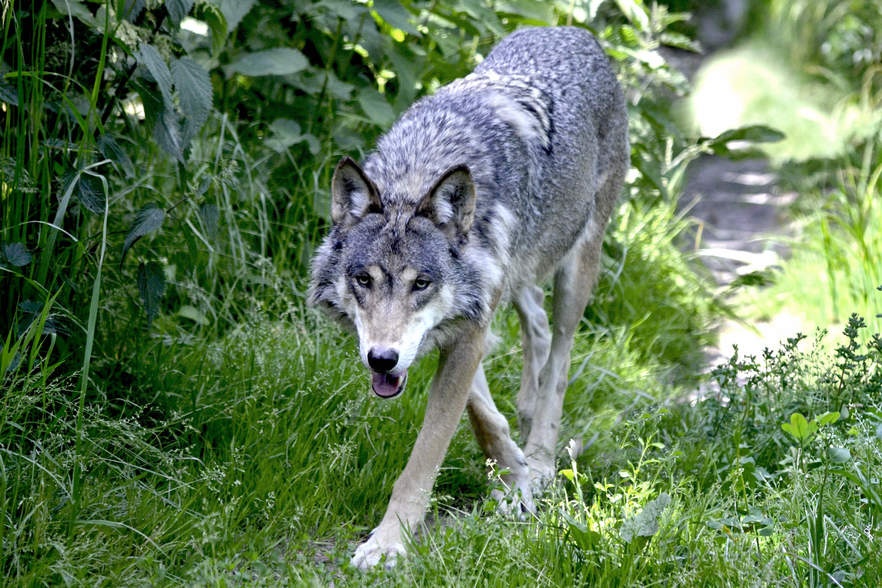 Wolf wurde im Pitztal erlegt<br />
